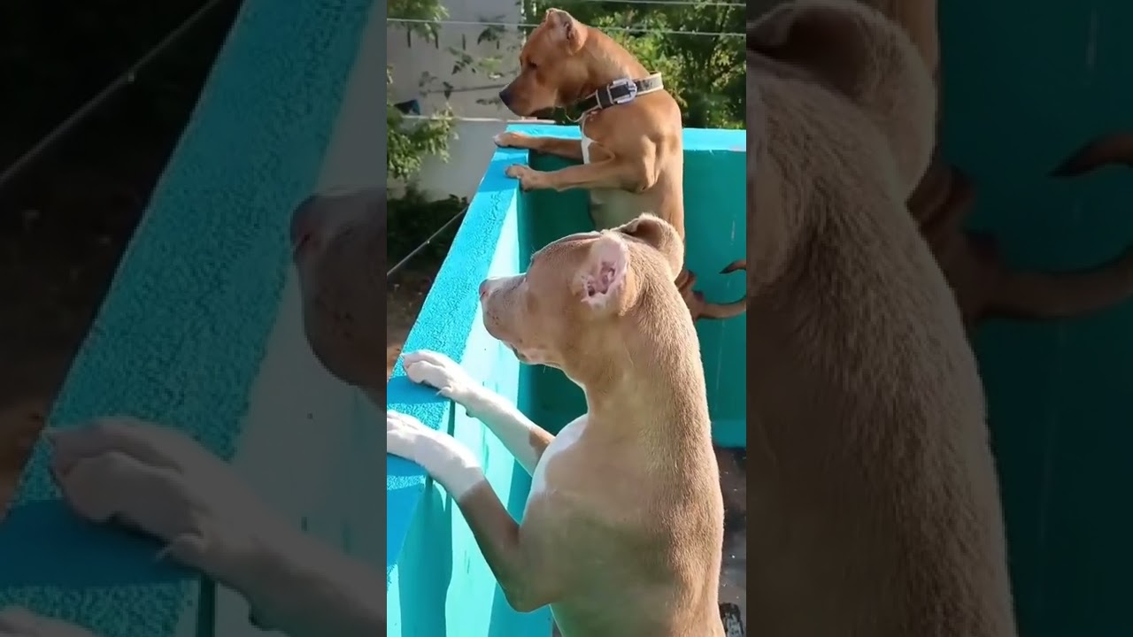 Pitbull guardian 😎 