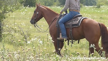 A Timely Meteles Cat - trail riding! - ValleyViewRanch.net