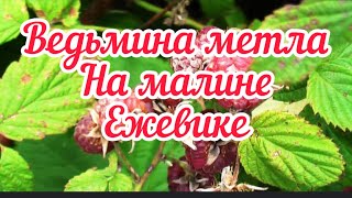 Израстание малины.Немедленно удалите такие кусты.