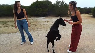 Alex and Andrea Botez getting attacked by goats at Alveus for 11 minutes