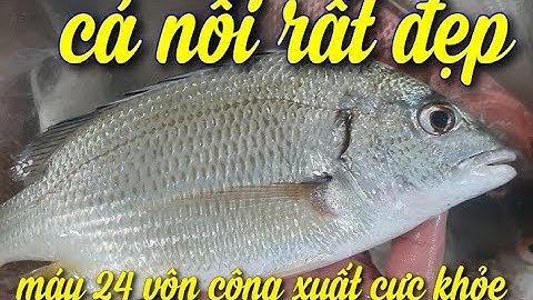 máy kích cá nước mặn | kích cá nước mặn 24 vôn cá hanh nổi đẹp .giật sâu ko kén nước