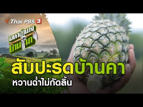 สับปะรดบ้านคา หวานฉ่ำไม่กัดลิ้น : มหาอำนาจบ้านนา (2 ส.ค. 63)