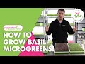 How to grow basil microgreens