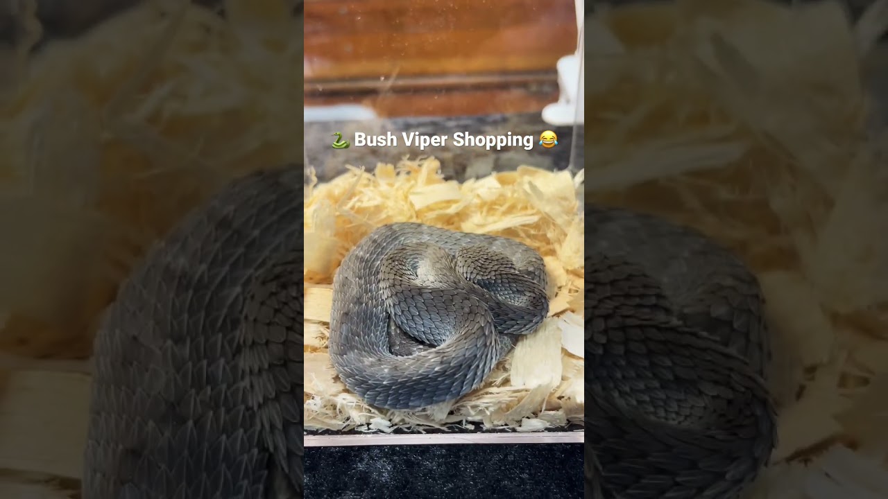 ⛔️ 🐍 African Bush Viper Shopping 🐍 ⛔️ 