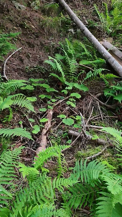 Where’s the naughty one? #nature #fungi #wald