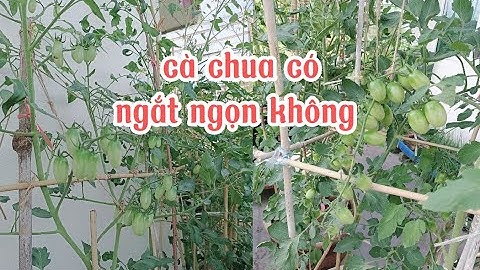 Cách ngắt ngọn tỉa chèo nhánh phụ chăm sóc cho cây cà chua bi - cuộcsốngMalaysia