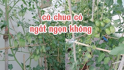 Có nên ngắt ngọn cà chua