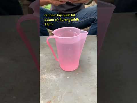 Video: Rahasia berkebun: menanam bit