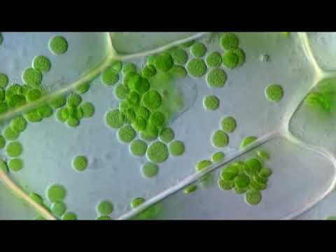Vidéo: Où se produit le flux cytoplasmique ?