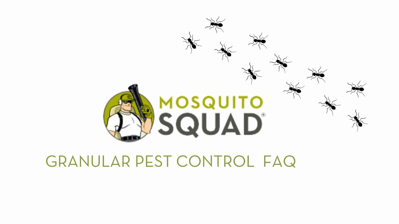 What Does Granular Pest Control Look Like | Is Granular Pest Control ...