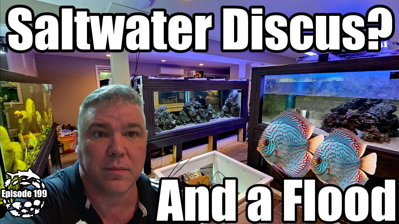 New Saltwater Mega Aquarium, Giant Discus Cube Aquarium & a Flood