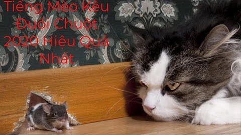 Tiếng Mèo Kêu Đuổi Chuột 2020 Hiệu Quả Nhất- Không Quảng Cáo