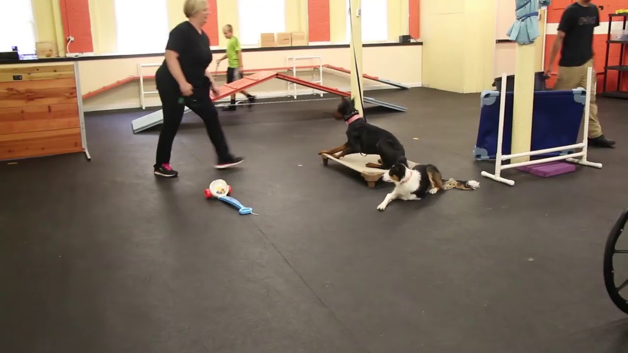 dog trainer in delhi Dog Training | Distractions for Anya | Solid K9 Training Dog Training
