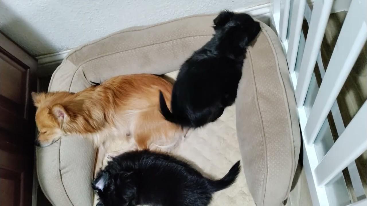 puppy with kennel cough YouTube