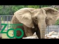 Milwaukee County Zoo 2021 Tour & Review with The Legend