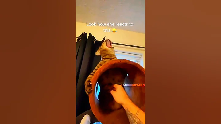 Video 11694851: funniest cat kitten meowing, funny cats kittens meowing, funniest pets