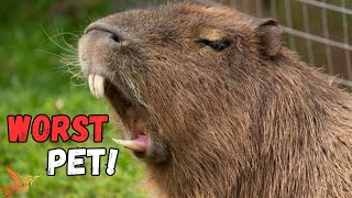 3 Reasons Why The Capybara Is The Worst Pet For You