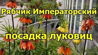 Рябчик Императорский. Посадка луковиц осенью.