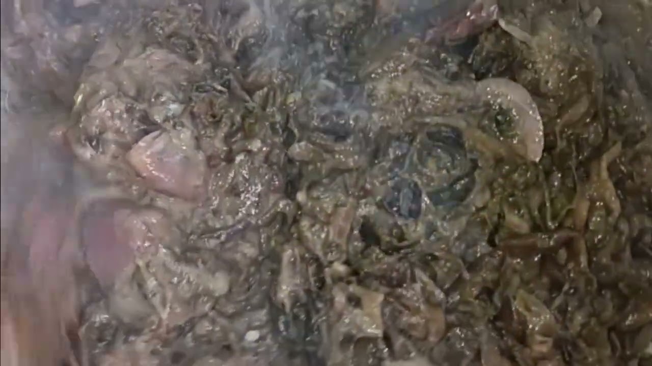 COOKING LAING YUMMY  | ARIEL D'SNIPER TV 