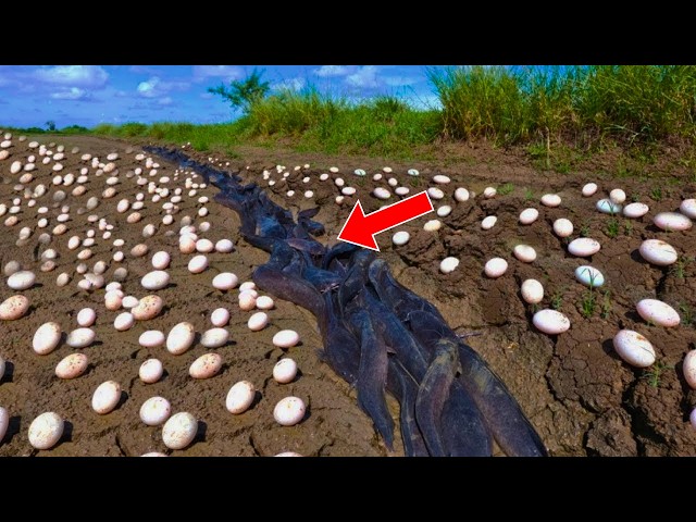 Farmer Finds Strange Eggs In His Harvest - When He Sees Them ...