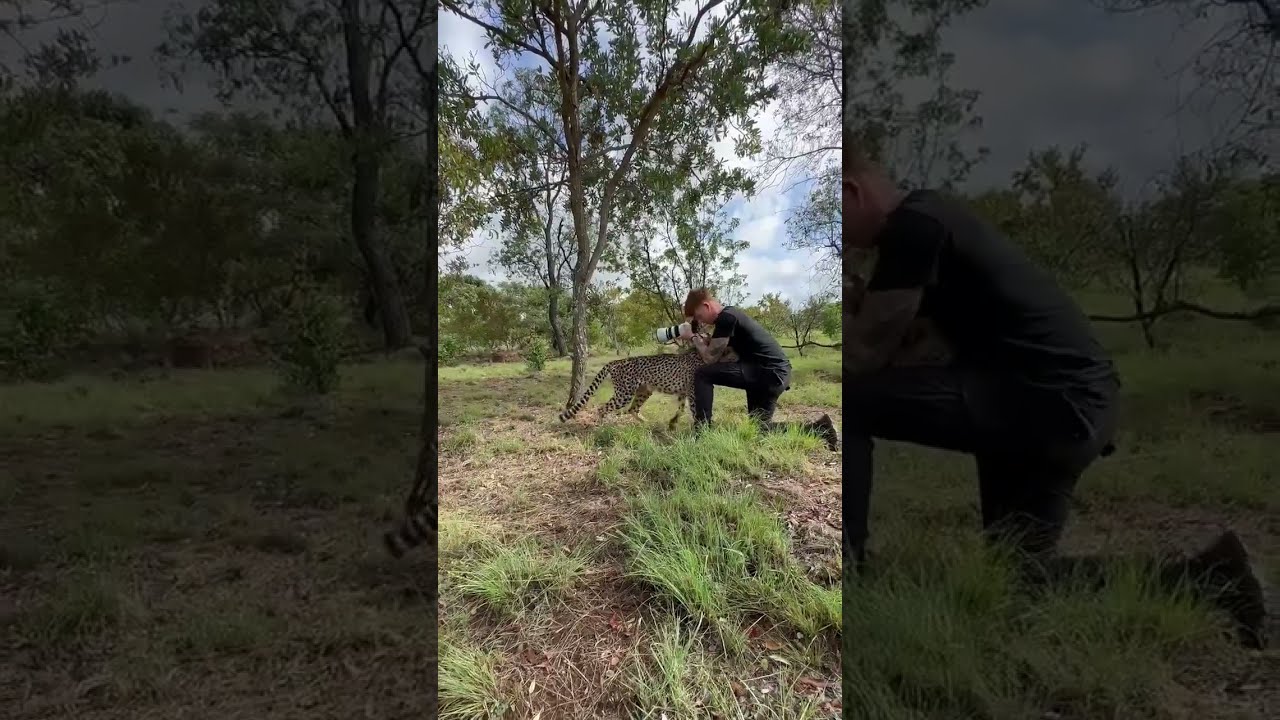 Photographer Gets Up Close With Cheetah