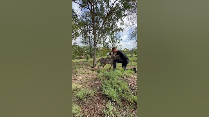 Photographer gets up close with cheetah