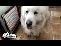 匠と新人…穴掘りで真っ黒になったルンルンとベルです Great Pyrenees グレートピレニーズ