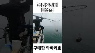 봄갑오징어 졸업식 구매항 악바리호 #fishing #낚시 #갑오징어 #갑오징어낚시