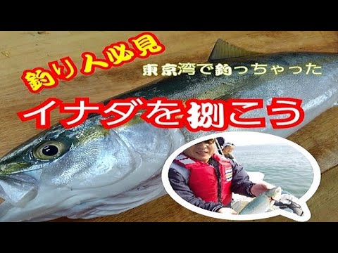 釣り人必見 東京湾で釣ったイナダの卸し方 Youtube