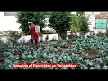 How to spray pesticides on vegetables to save it from pests