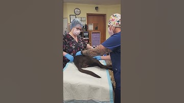 Canine Spay bladder expression