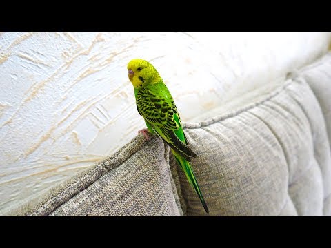 Video: Cum Să Returnezi Un Papagal Care A Zburat