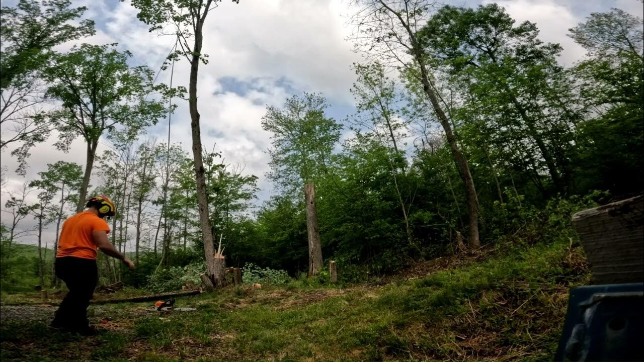 Quicky tree flops (no cleanup!) YouTube