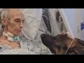 Dying man gets to say goodbye to his German Shepherds