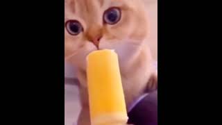 cat licking ice cream (funny and cute moments)