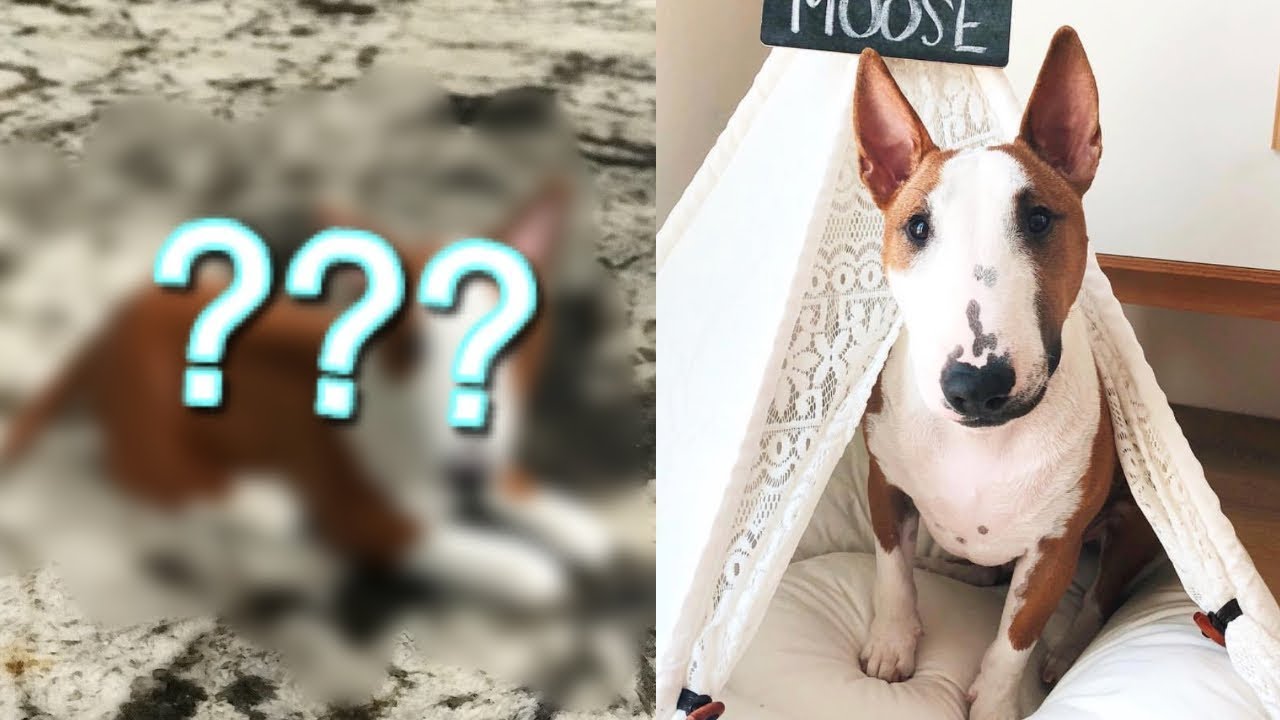 moose the bull terrier