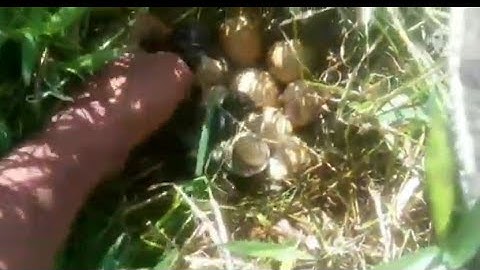 Panen anak Burung Belibis periode ke 1