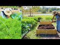 En 180 Dias Cultivando Un Huerto de Vegetales | De Un Patio Vacío a Gran Cosecha Satisfactoria |