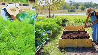 Starting My First Vegetables Garden Without Experience | First 180 Days Growing My Own Vegetables