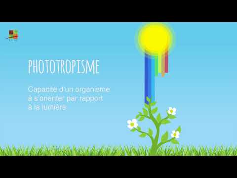 Vidéo: Pourquoi la lumière du soleil est-elle importante pour les plantes ?