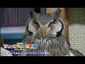【フクロウ】~仏様のようなとろけたフクロウここにみゆ~