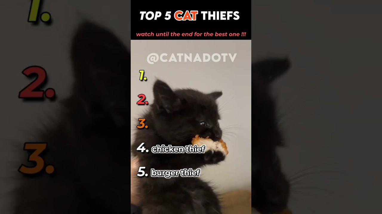 top 5 funny cat thiefs!!! 😂😂😂