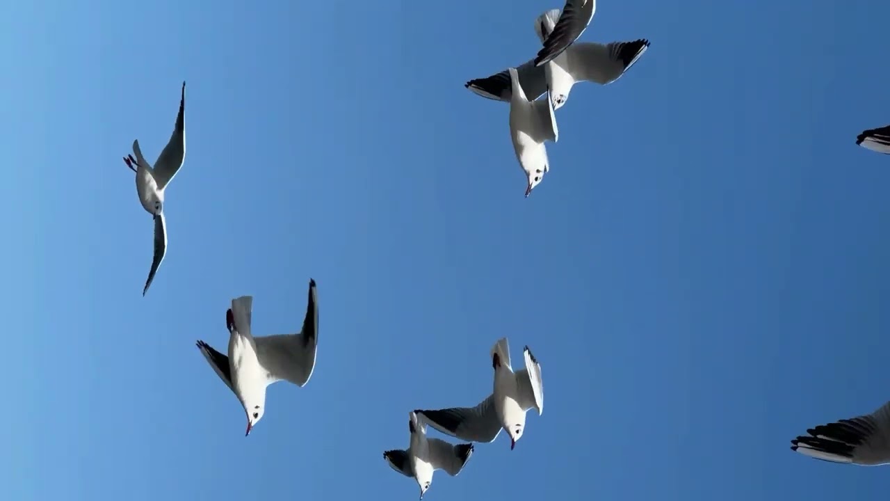 018 ٱلْكَهْف Surah al Kahf by Qari Waheed Zafar Qasimi with Urdu, Hindi translation