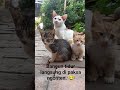 kucing kampung #catvideos