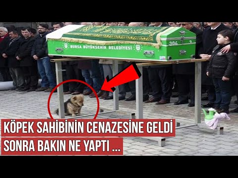 Köpek Sahibinin Cenazesine Geldi, Sonra Bakın Ne Yaptı