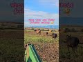 Throwback Thursday! #cow, #happycows, #ranchlife, #farming, #throwback