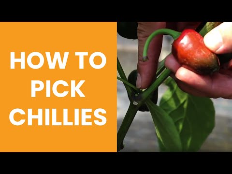 How to pick Chillies - Chilli Harvesting