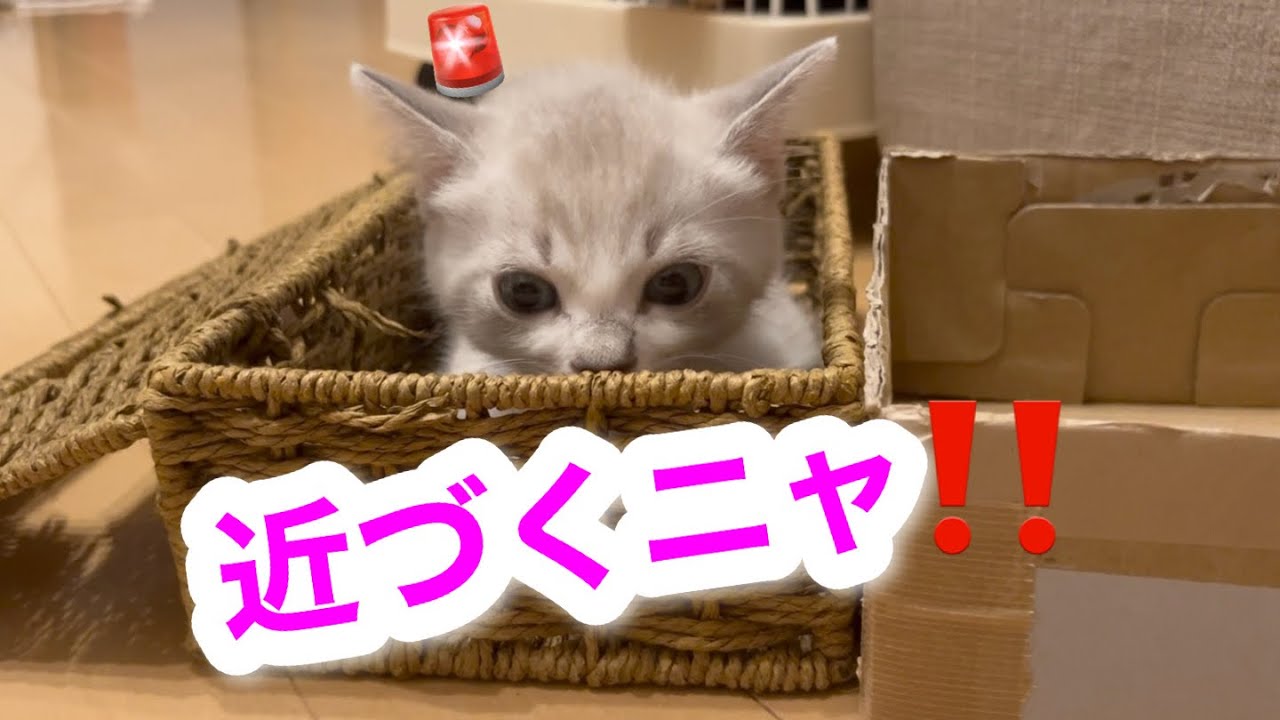 可愛い子猫の様子が、いつもと少し違いました…