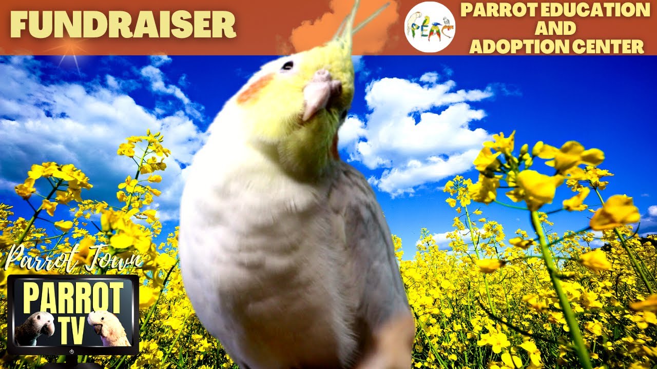 Summer Afternoon | Calming Song Bird Forest Ambience for Birds  | Parrot TV for Your Bird Room????