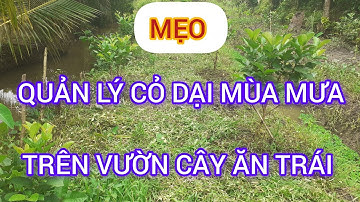 🔴 MẸO QUẢN LÝ CỎ DẠI MÙA MƯA, TRÊN VƯỜN CÂY ĂN TRÁI | KÝ SỰ ĐỜI TUI 